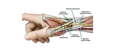 Superficial Radial Nerve Compression (Cheiralgia Paresthetica ...