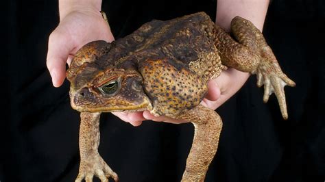 10 Bumpy Facts About Cane Toads | Mental Floss