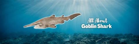 Goblin Sharks: Secrets of The Depths' Most Bizarre Predators