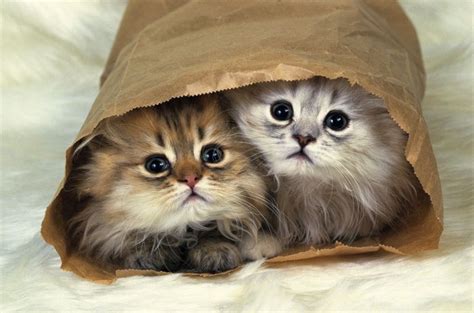 Cats that Stay Small - Tiny Kittens For Your Tiny Home