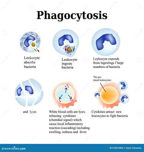 Phagocytosis. the Process of Destroying Bacteria by Leukocytes Stock Vector - Illustration of ...