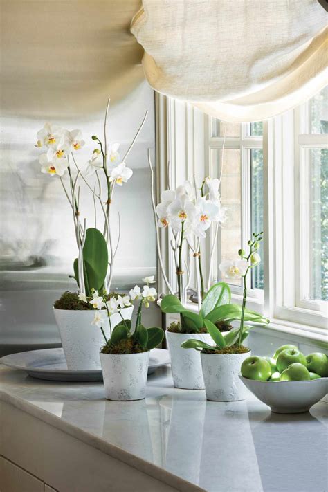 How To Grow And Care For Moth Orchids