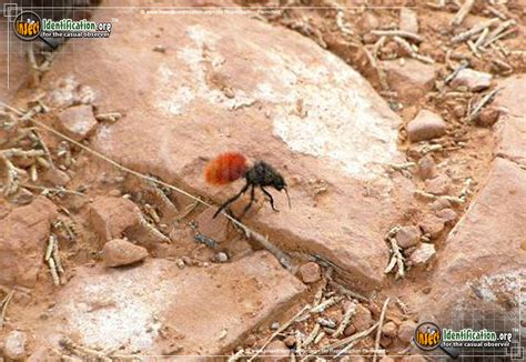 Red Velvet Ant