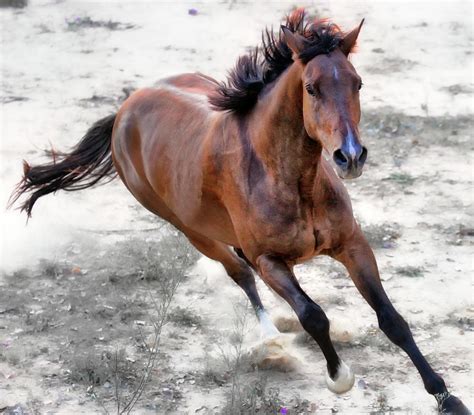 Warmblood Horse Galloping Photograph by Vanessa Mylett