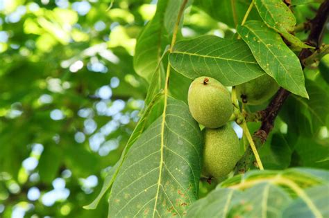 Growing Walnuts Free Stock Photo - Public Domain Pictures