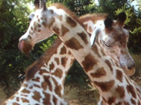 Kordofan Giraffe | Zoo Tycoon Wiki | Fandom