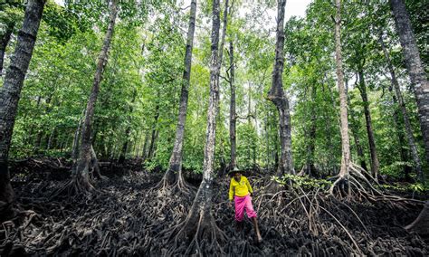 Mangroves mean life for coastal communities throughout the tropics ...