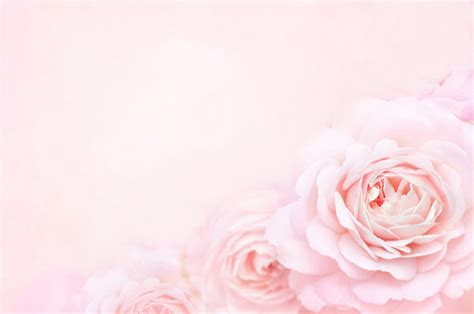 Pale Pink Rose Wallpaper