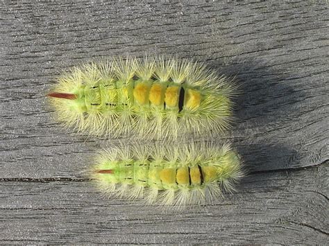 Caterpillar: Pale Tussock (Calliteara pudibunda) | Wildlife Insight