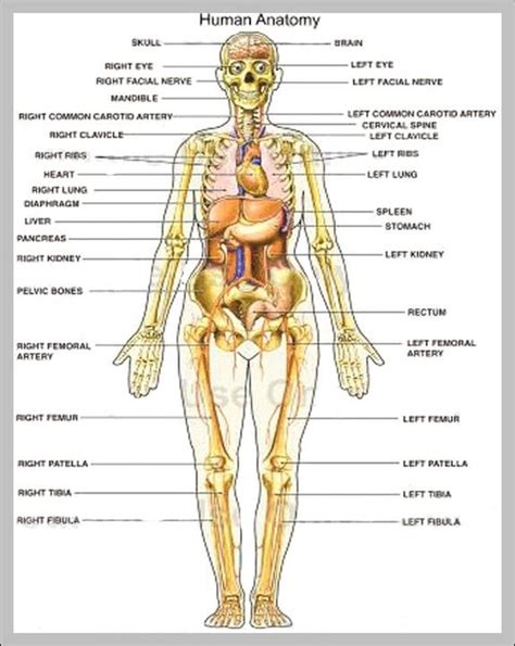 picture of the human body organs | Anatomy System - Human Body Anatomy ...