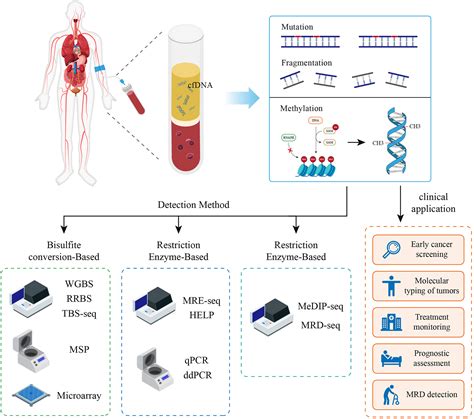 Circulating tumor DNA methylation: a promising clinical tool for cancer diagnosis and management