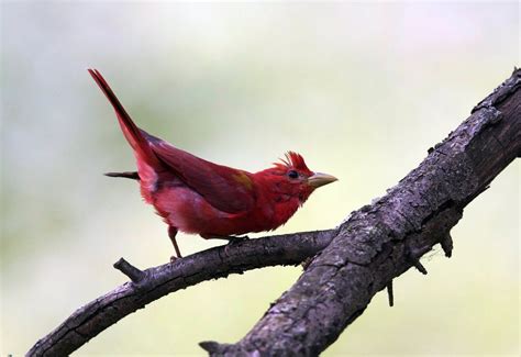 River of Life Farm - Bird Watching