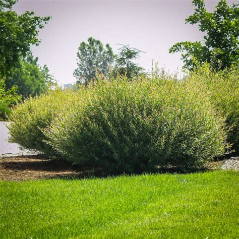 Dwarf Arctic Willow Shrubs For Sale | The Tree Center™