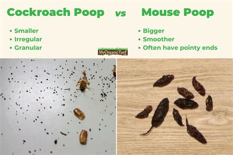 What does cockroach poop look like? [PICTURES]