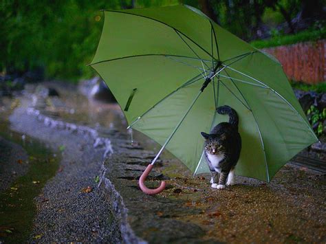 my cat enjoy rainy day [1600 1200] | Cats, Rainy day wallpaper, Cute animals