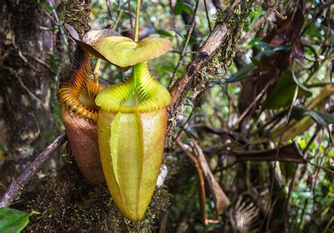 The Tropical Rainforests of Borneo ~ INDONEO Tours in Indonesia