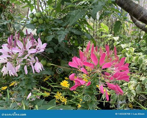 Flowers Background in the Web Gardening Stock Photo - Image of social, marketing: 143328708