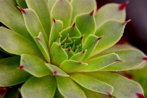 A Beautiful Green Plant with Red Tips Stock Photo - Image of branch, blossom: 264434958