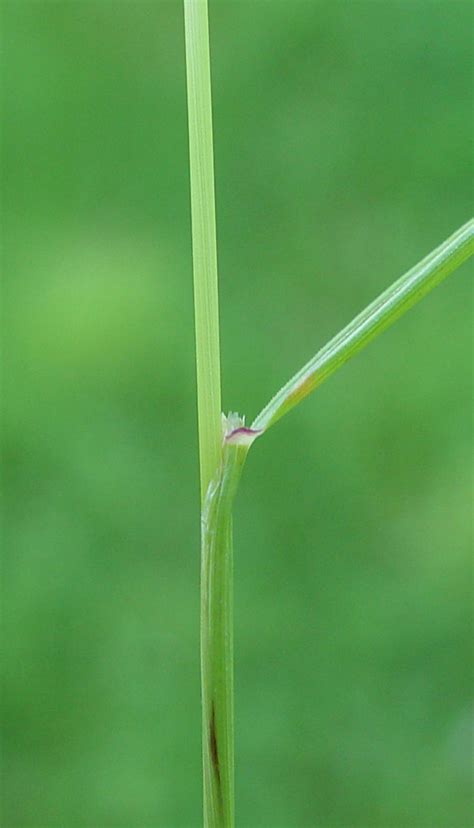 Agrostis capillaris (colonial bentgrass, Rhode Island bentgrass): Go Botany