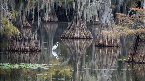 Caddo Lake State Park - Antique Capital RV Park