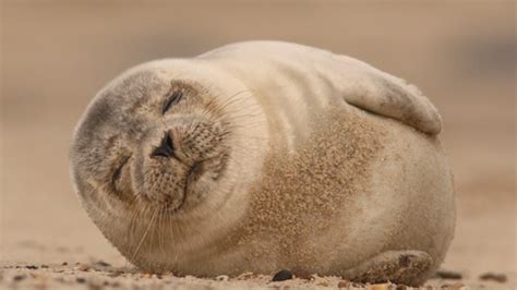 Common seal | The Wildlife Trusts