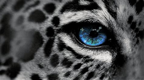 Black White Jaguar - backiee