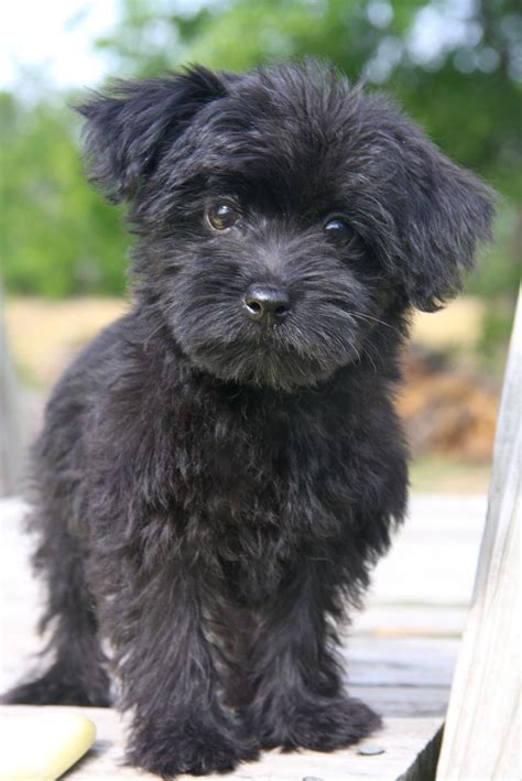 I want a black Yorkipoo! Yorkie Poo Puppies, Poodle Puppy, Cute Dogs ...