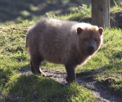 10 Wild Canines We Should Know More About - Toptenz.net