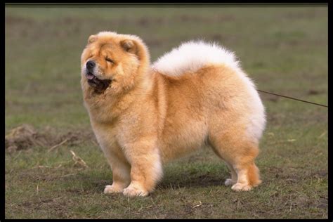 Chow Chow | Beautiful Puppy Interesting Facts | Animals Lover