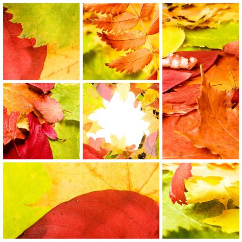 Free photo: Autumn leaves - Autumn, Backdrop, Brown - Free Download ...