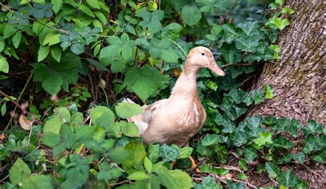 Buff Duck Breed Profile - Farmhouse Guide