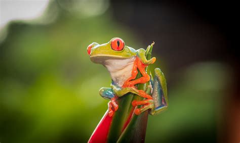 Red Eye Tree Frog 4k Wallpaper,HD Animals Wallpapers,4k Wallpapers,Images,Backgrounds,Photos and ...