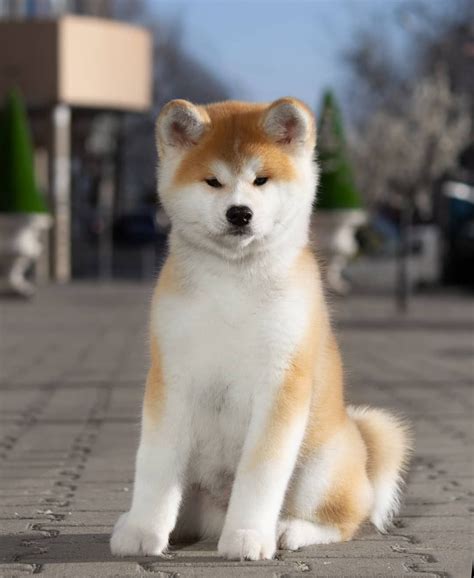 AKITA INU 2, 5 montha #akitainu 🔎 @akita_khabarovsk © | Akita puppies ...