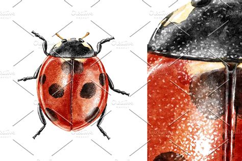 Ladybug watercolor illustration | Animal Illustrations ~ Creative Market