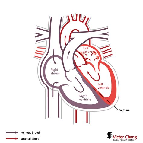 Anatomy of the human heart - Victor Chang Cardiac Research Institute