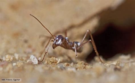 Saharan silver ant - Alchetron, The Free Social Encyclopedia