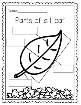 Parts of a Leaf by Kindergarten Busy Bees | Teachers Pay Teachers