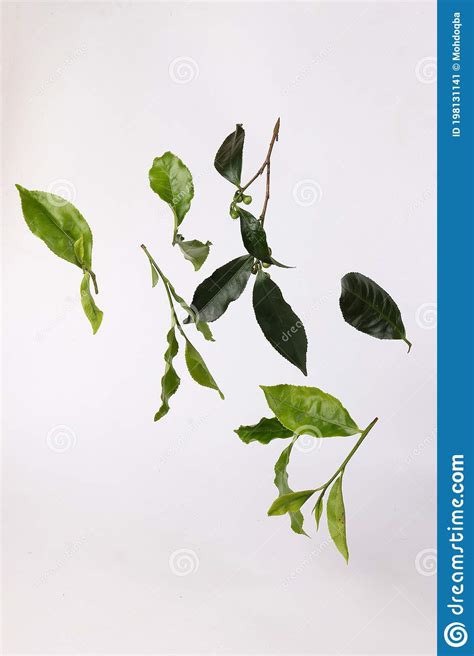 Different Types of Fresh Raw Green Tea Leaf Stock Image - Image of macro, flora: 198131141