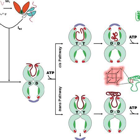 Characteristics of different chaperone machines: molecular chaperones... | Download Scientific ...