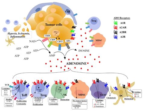 Adenosine Receptor