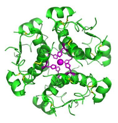 Structure of Insulin – howMed