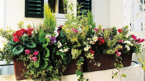 The best plants to put in window boxes in winter | Home | The Sunday Times