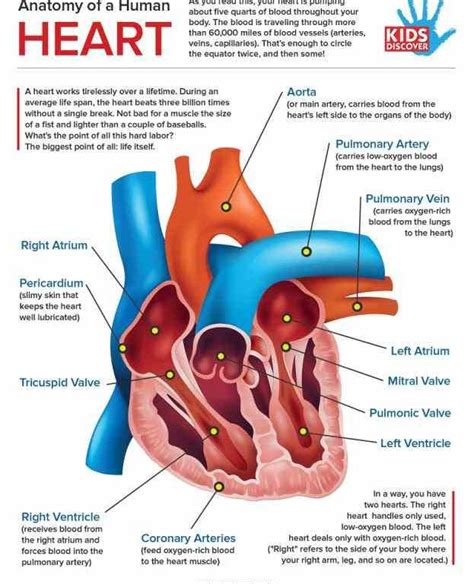 see Images Of The Human Heart Anatomy a rich collection of stock images ...