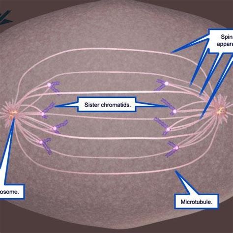 The next stage is called prometaphase. During this stage the nuclear... | Download Scientific ...