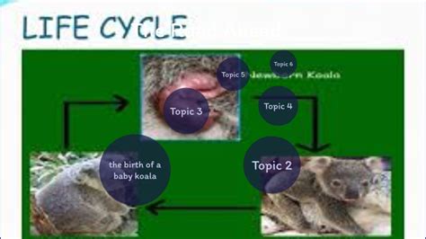 Koala Life Cycle Images - IMAGESEE