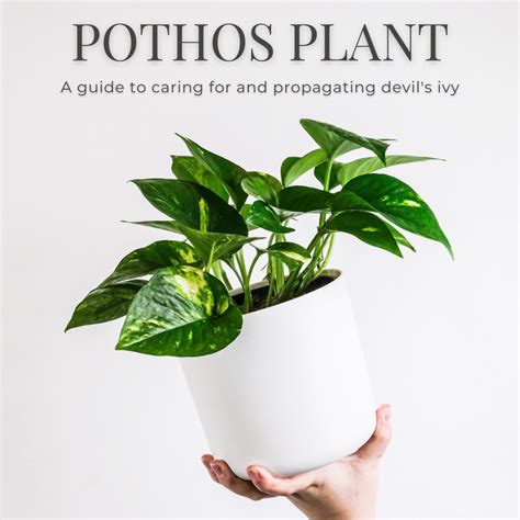 Pothos Plant Care and Propagation - Dengarden