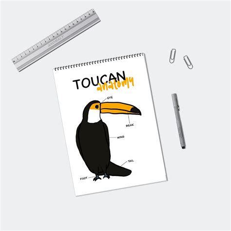 Toucan Anatomy Educational Printable | Etsy Australia