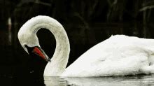 Swans Pond GIF - Swans Pond Water - Discover & Share GIFs