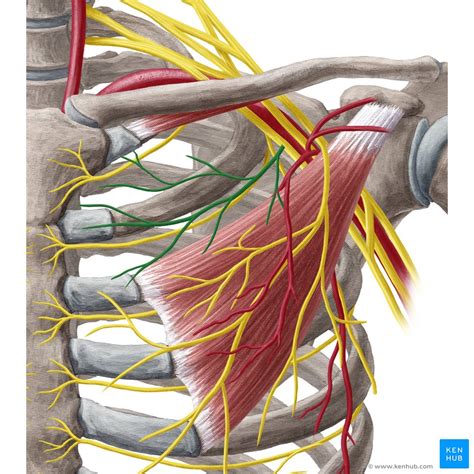 Cervical spine: Anatomy, ligaments, nerves and injury | Kenhub