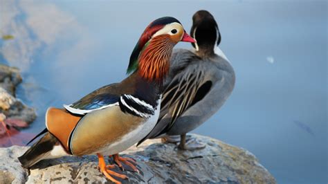 The Top 10 Most Beautiful & Intelligent Birds in the World